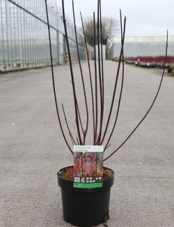 En pot de 3-4 litres buisson hauteur 040-060 cm