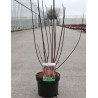 En pot de 3-4 litres buisson hauteur 040-060 cm