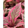 CORNUS alba MIRACLE