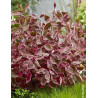 CORNUS alba MIRACLE