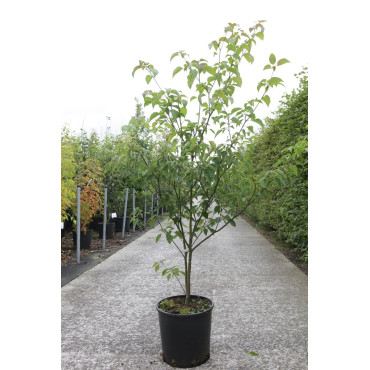 CORNUS alternifolia En pot de 15-20 litres buisson hauteur 080-100 cm