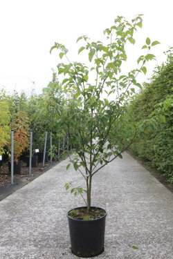 CORNUS alternifolia En pot de 15-20 litres buisson hauteur 080-100 cm