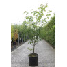 CORNUS alternifolia En pot de 15-20 litres buisson hauteur 080-100 cm