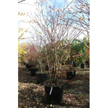 CORNUS alternifolia En pot de 90-110 litres buisson hauteur 200-250 cm