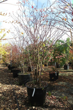 CORNUS alternifolia En pot de 90-110 litres buisson hauteur 200-250 cm