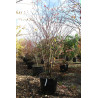 CORNUS alternifolia En pot de 90-110 litres buisson hauteur 200-250 cm