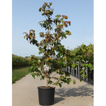 CORNUS controversa En pot de 15-20 litres buisson hauteur 125-150 cm