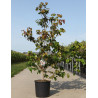 CORNUS controversa En pot de 15-20 litres buisson hauteur 125-150 cm