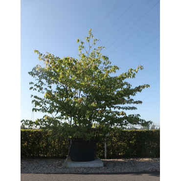 CORNUS controversa En pot de 280-310 litres cépée hauteur 300-350 cm
