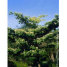 CORNUS controversa