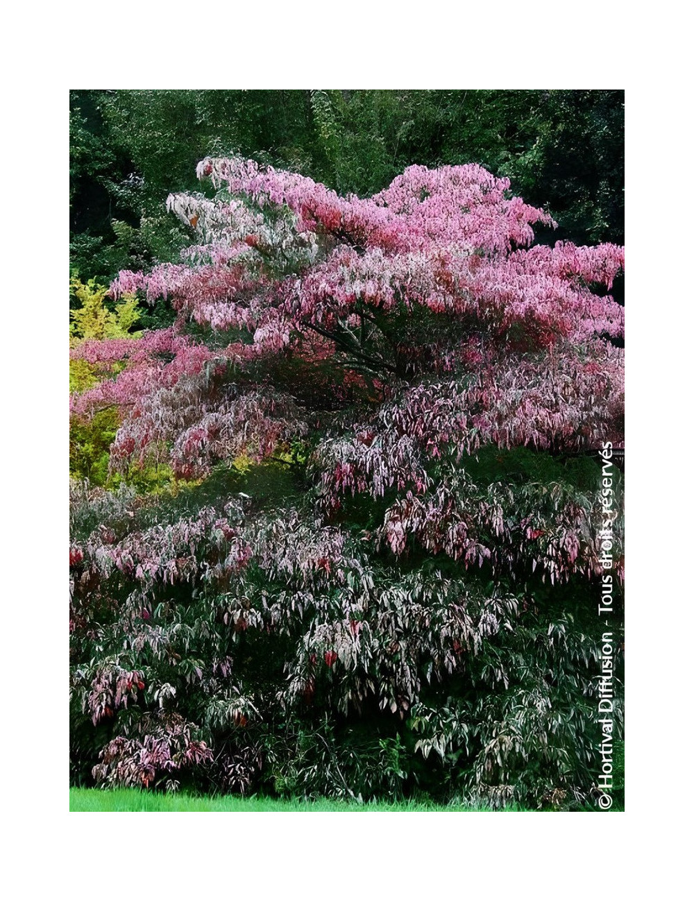 CORNUS controversa