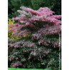 CORNUS controversa