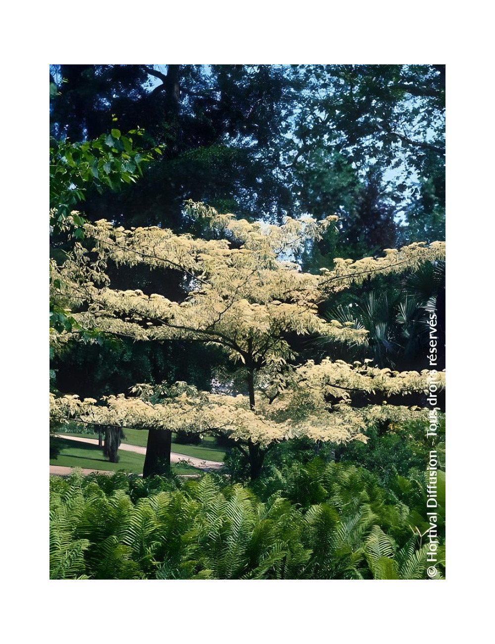 CORNUS controversa VARIEGATA