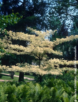 CORNUS controversa VARIEGATA