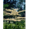 CORNUS controversa VARIEGATA