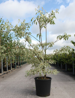 CORNUS controversa VARIEGATA En pot de 25-30 litres buisson hauteur 125-150 cm