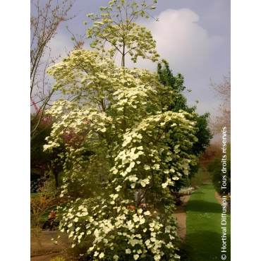 CORNUS EDDIE'S WHITE WONDER