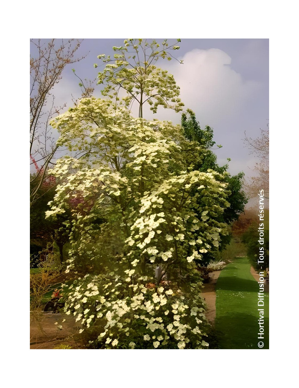 CORNUS EDDIE'S WHITE WONDER