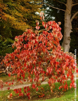 CORNUS EDDIE'S WHITE WONDER