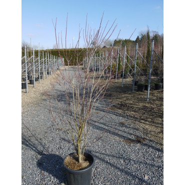 CORNUS florida RUBRA En pot de 25-30 litres buisson hauteur 100-125 cm