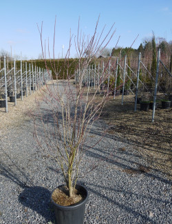 CORNUS florida RUBRA En pot de 25-30 litres buisson hauteur 100-125 cm