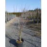 CORNUS florida RUBRA En pot de 25-30 litres buisson hauteur 100-125 cm