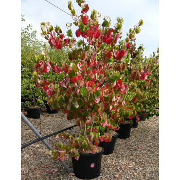 CORNUS florida RUBRA En pot de 35-50 litres buisson hauteur 150-175 cm