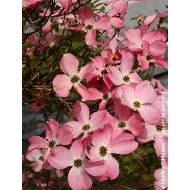 CORNUS florida RUBRA