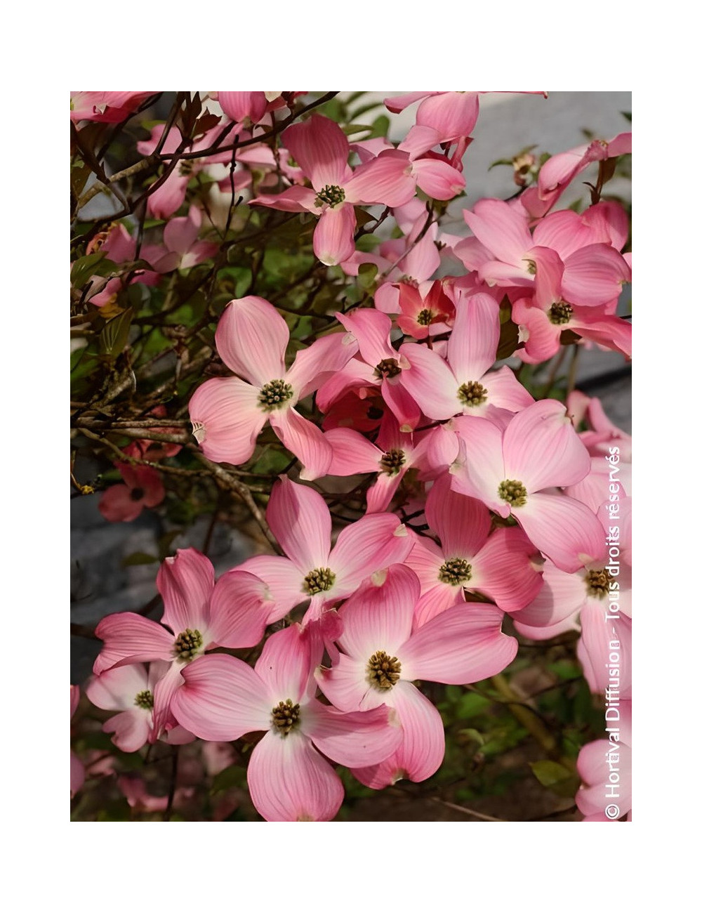 CORNUS florida RUBRA