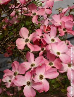 CORNUS florida RUBRA