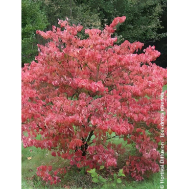 CORNUS florida RUBRA