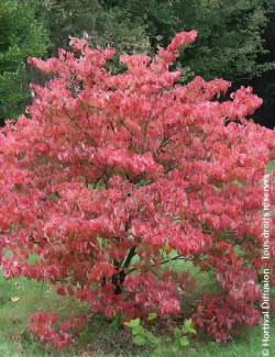 CORNUS florida RUBRA