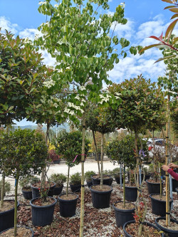 CORNUS kousa En pot de 35-50 litres tige hauteur du tronc 190-210 cm circonférence du tronc 08-10 cm