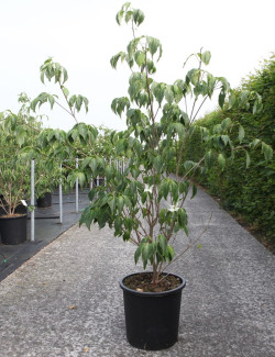CORNUS kousa CHINENSIS En pot de 25-30 litres buisson hauteur 150-175 cm