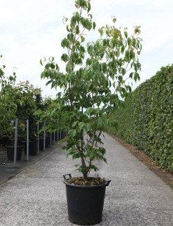 CORNUS kousa CHINENSIS En pot de 30-35 litres buisson hauteur 175-200 cm