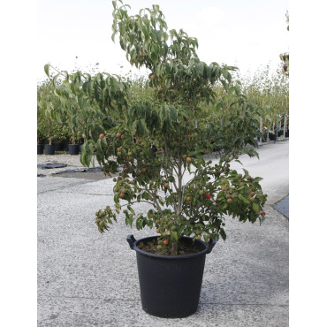 CORNUS kousa ROBERT'S SELECT En pot de 35-50 litres buisson hauteur 150-175 cm