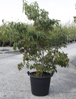 CORNUS kousa ROBERT'S SELECT En pot de 35-50 litres buisson hauteur 150-175 cm