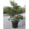 CORNUS kousa ROBERT'S SELECT En pot de 35-50 litres buisson hauteur 150-175 cm