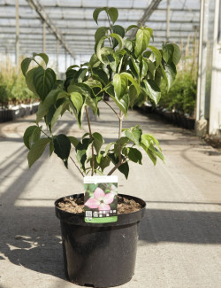 CORNUS kousa SATOMI En pot de 12-15 litres buisson hauteur 060-080 cm