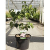 CORNUS kousa SATOMI En pot de 12-15 litres buisson hauteur 060-080 cm