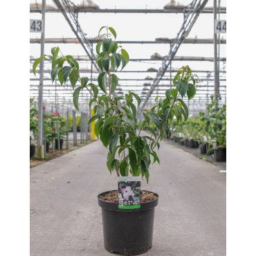 CORNUS kousa TEUTONIA En pot de 12-15 litres buisson hauteur 080-100 cm