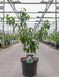 CORNUS kousa TEUTONIA En pot de 12-15 litres buisson hauteur 080-100 cm