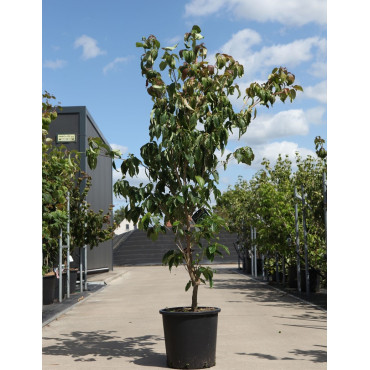 CORNUS kousa TEUTONIA En pot de 25-30 litres buisson hauteur 150-175 cm