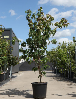 CORNUS kousa TEUTONIA En pot de 25-30 litres buisson hauteur 150-175 cm