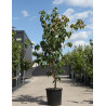 CORNUS kousa TEUTONIA En pot de 25-30 litres buisson hauteur 150-175 cm
