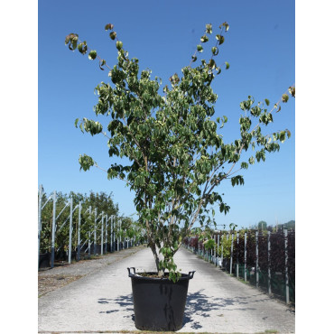 CORNUS kousa TEUTONIA En pot de 70-90 litres buisson hauteur 200-250 cm