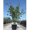 CORNUS kousa TEUTONIA En pot de 70-90 litres buisson hauteur 200-250 cm