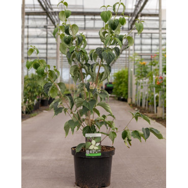 CORNUS kousa WEISSE FONTAINE En pot de 12-15 litres buisson hauteur 080-100 cm