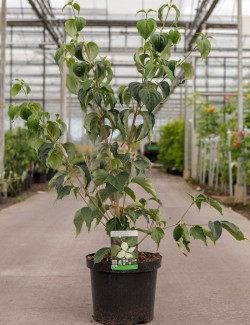 CORNUS kousa WEISSE FONTAINE En pot de 12-15 litres buisson hauteur 080-100 cm