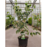 CORNUS kousa WEISSE FONTAINE En pot de 12-15 litres buisson hauteur 080-100 cm